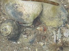 Favonigobius exquisitus