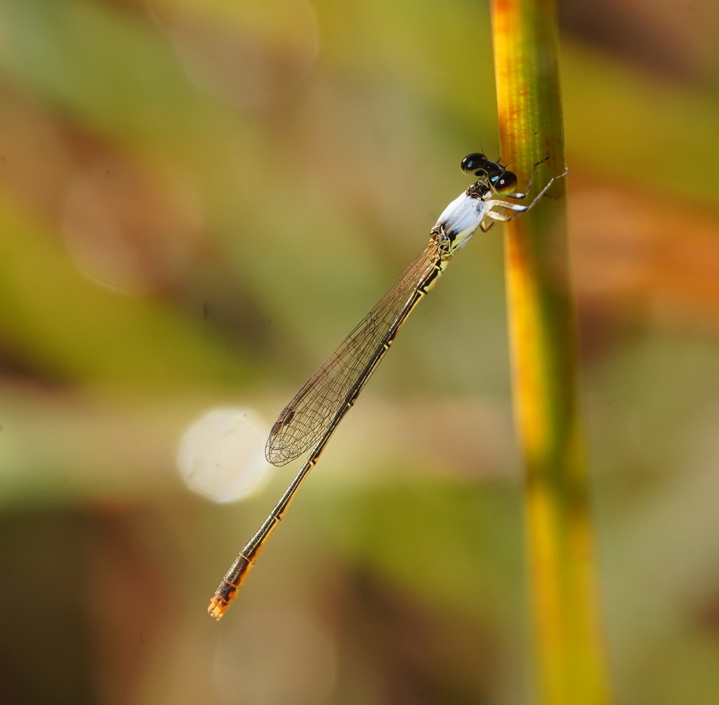 Tropical Wisp