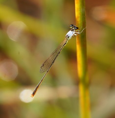 Agriocnemis dobsoni