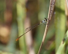 Agriocnemis dobsoni