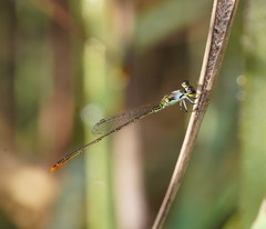 Agriocnemis dobsoni