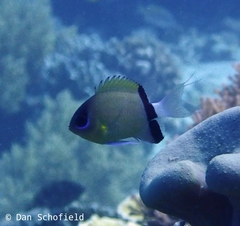 Pycnochromis retrofasciatus