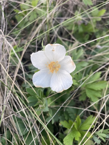 Snowdrop Anemone