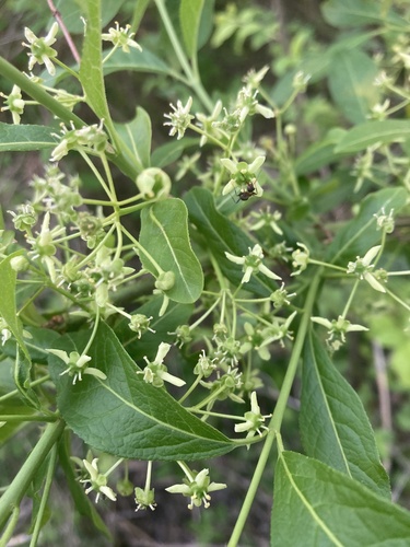Spindle