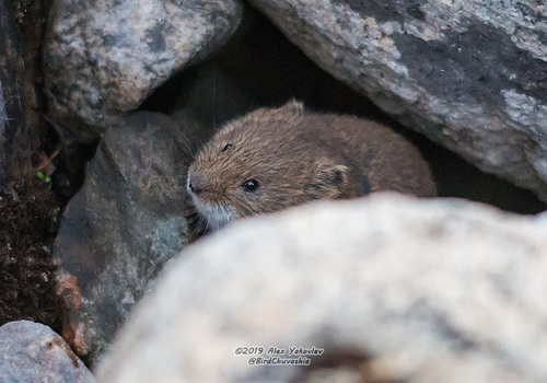 Tundra Vole