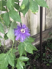Passiflora