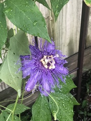 Passiflora