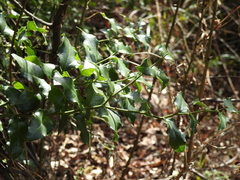 Citronella mucronata