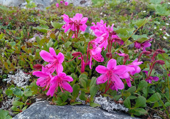 Rhododendron camtschaticum