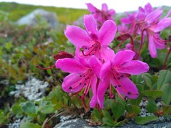 Rhododendron camtschaticum
