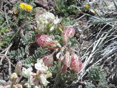 Astragalus whitneyi