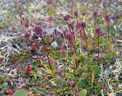 Tofieldia coccinea