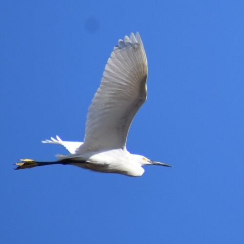 Snowy Egret photographed in Arizona