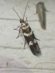 Scythris trivinctella