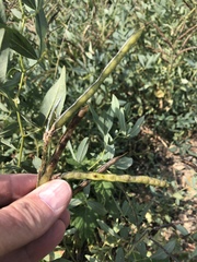 Thermopsis montana
