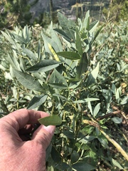 Thermopsis montana