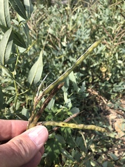 Thermopsis montana