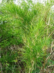 Guadua longifolia
