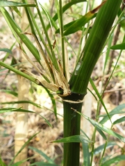 Guadua longifolia