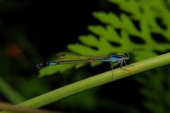 Agriocnemis clauseni