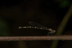 Drepanosticta carmichaeli