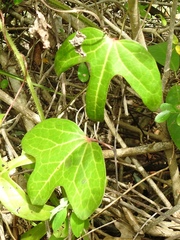 Aristolochia trilobata