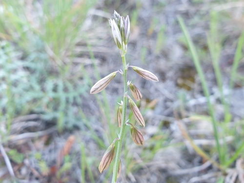 Image of Mediterranean Milkwort (Polygala monspeliaca) by (c) Clément Maouche, some rights reserved (CC BY)