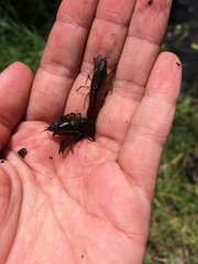 Cambarellus montezumae