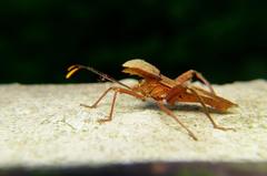 Molipteryx hardwickii