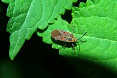 Lygaeus quadratomaculatus