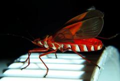 Dysdercus evanescens