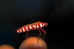 Dysdercus evanescens