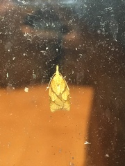 Cenopis reticulatana