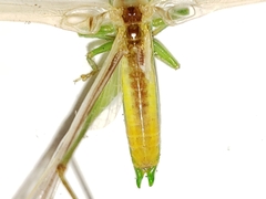 Conocephalus gracillimus