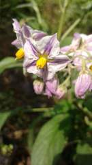 Solanum muricatum