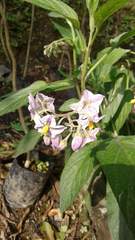 Solanum muricatum
