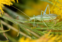 Oecanthus quadripunctatus