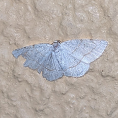 Stegania trimaculata