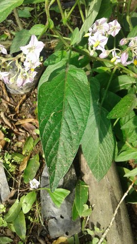 Solanum muricatum