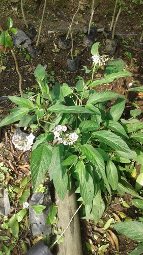 Solanum muricatum