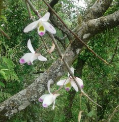 Dendrobium amoenum