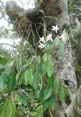 Dendrobium amoenum