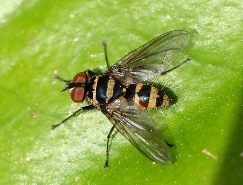 Australian Leafroller Tachinid photo 3