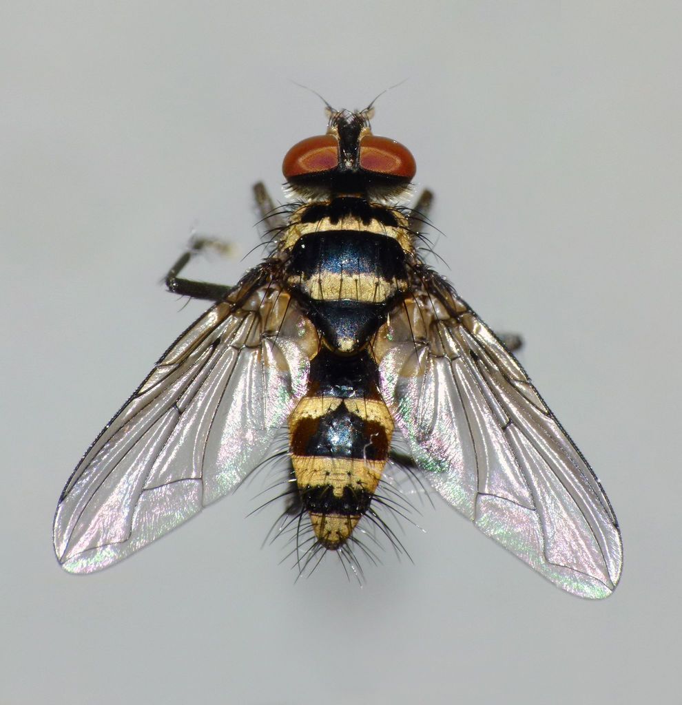 Exoristinae