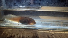 Leptobrachium hasseltii