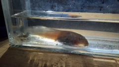 Leptobrachium hasseltii