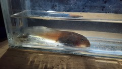 Leptobrachium hasseltii