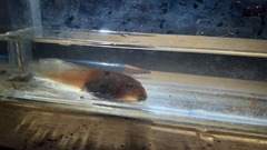 Leptobrachium hasseltii