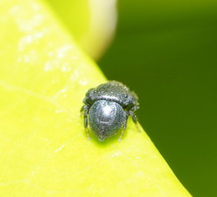 Simaethina