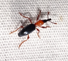 Cylas formicarius